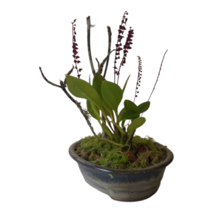 Jardin Mini stellis