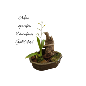 Jardin Mini Orquídea Oncidium gold dust
