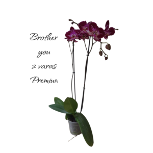 Phalaenopsis Brother you 2 varas Premiun
