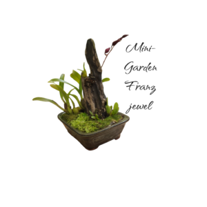 Jardin Mini Orquídea burragueara franz jewel