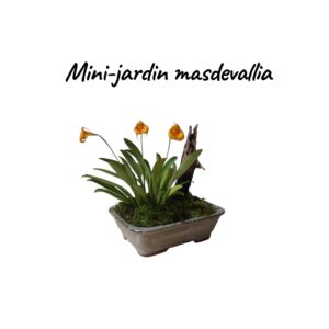 Jardin Mini Masdevallia violet frost
