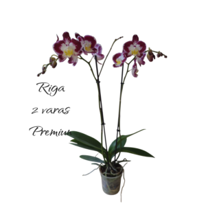 Phalaenopsis Riga 2 varas Premiun
