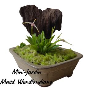 Jardin Mini Masdevallia wendlandiana