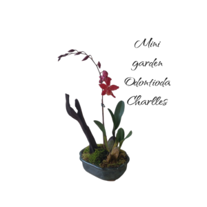Jardin Mini Orquídea odontioda Charlles Whorthii