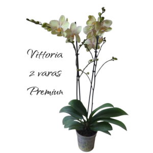 Phalaenopsis Vittoria you 2 varas Premiun