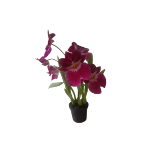 Miltonia red tide