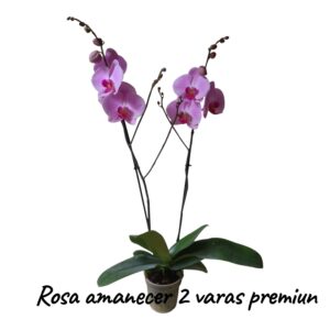 Phalaenopsis Rosa Amanecer 2 varas premiun