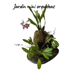 Jardín mini orquideas