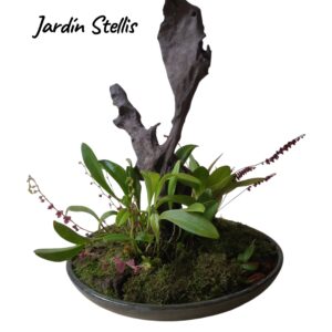 Jardín mini orquideas stellis
