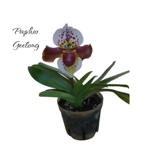 Paphiopedilum geelong
