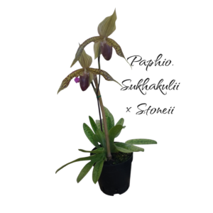 Paphiopedilum sukhakulii x stoneii