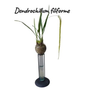 Dendrochillum filiforme