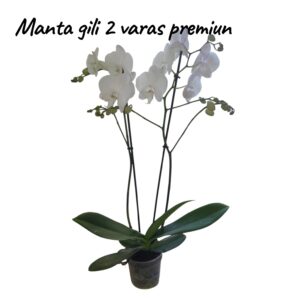 Phalaenopsis Manta Gili 2 varas Premiun