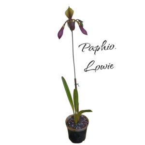 Paphiopedilum lowie