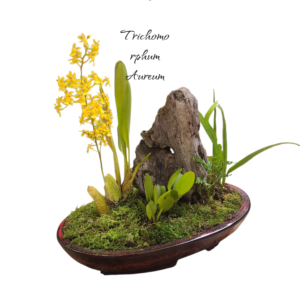 Jardin Mini Orquídea Oncidium trichomorphum aureum