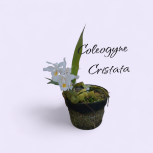 Coleogyne cristata