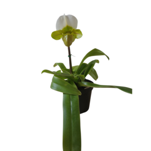 Paphiopedilum spicerianum x emerald sea