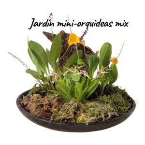 Jardín mini orquideas