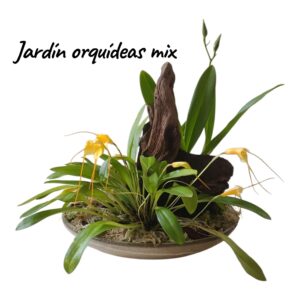 Jardín orquídeas mix