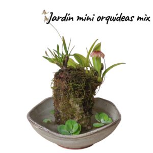 Jardín mini orquideas mix