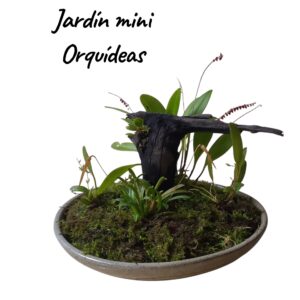 Jardín mini orquideas