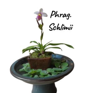 Jardin Mini Phragmipedium schlimii