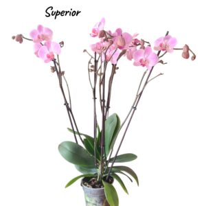 Phalaenopsis cleveland 5 varas superior