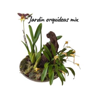 Jardín orquídeas mix