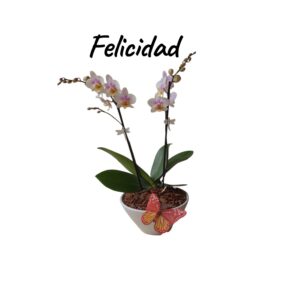 Felicidad