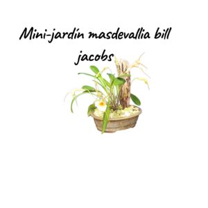Jardin Mini Masdevallia Bill Jacobs