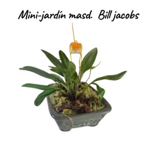 Jardin Mini Masdevallia Bill Jacobs