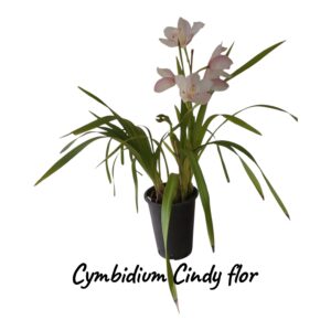 Cymbidium Candy flor 2 varas
