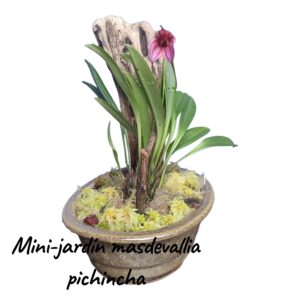 Jardin Mini Masdevallia pichincha