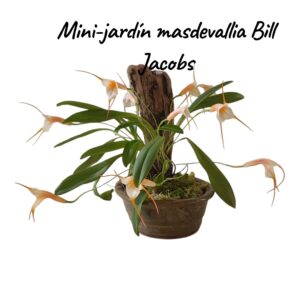 Jardin Mini Masdevallia Bill Jacobs