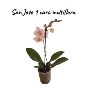 Multiflora San Jose 1 vara