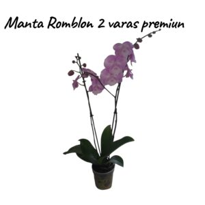 Phalaenopsis Manta Romblon 2 varas Premiun