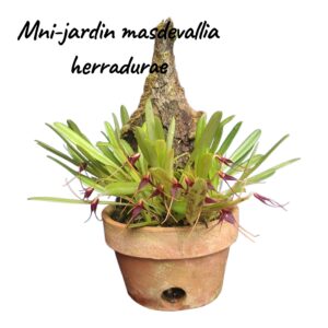 Jardin Mini Masdevallia herradurae