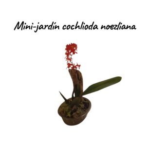 Jardin Mini cochlioda noezliana