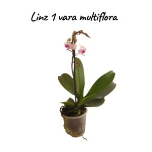 Multiflora Linz 1 vara
