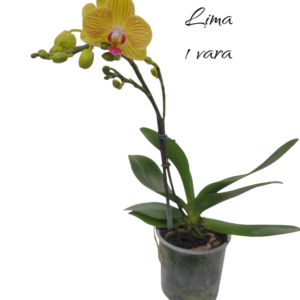 Multiflora Lima 1 vara