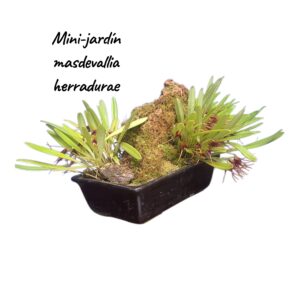 Jardin Mini Masdevallia herradurae