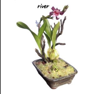 Jardin Mini Miltassia cairns new river view