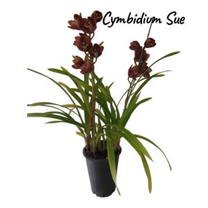Cymbidium Sue 2 varas