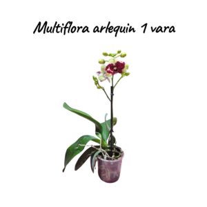 Multiflora Arlequin 1 vara