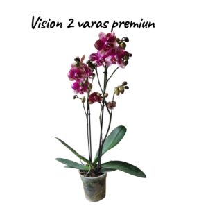 Phalaenopsis vision 2 varas Premiun