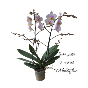 Multiflora San Jose 2 varas