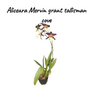 Aliceara mervin grant tallisman cove