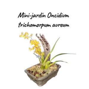 Jardin Mini Oncidium trichomorphum aureum