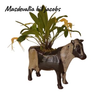 Masdevallia Bill Jacobs " Vaca"