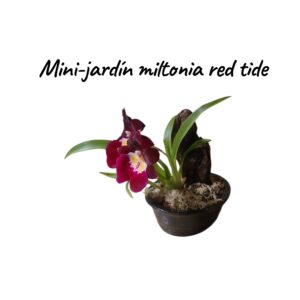 Jardin Mini miltonia red tide